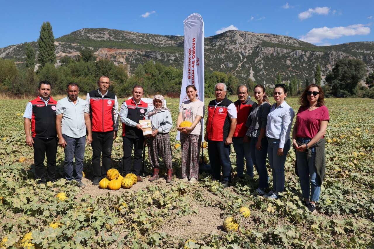 Menteşe’de Ata Tohumları ve Yayla Kavununda Hasat Zamanı 3